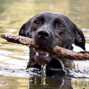 Fundraising Page: Maya Paniccia